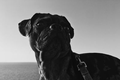 Close-up of a dog looking away against sky