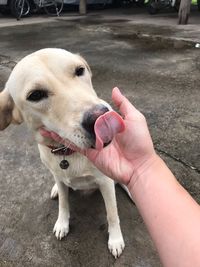 Close-up of hand holding dog