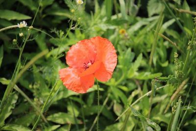 Close-up of red poppy flower on field