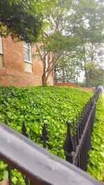 Close-up of plants growing by railing