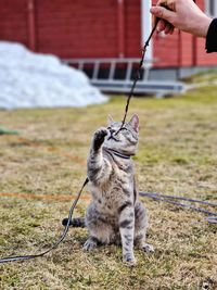 Cat playing with stick.