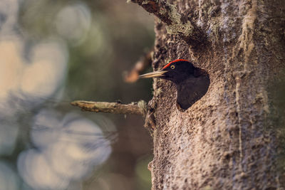 Close-up of bird perching on tree trunk