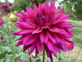 Close-up of fresh pink coneflower blooming outdoors