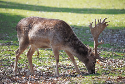 Deer standing on field