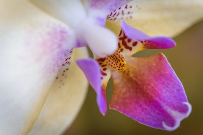 Close-up of pink orchid