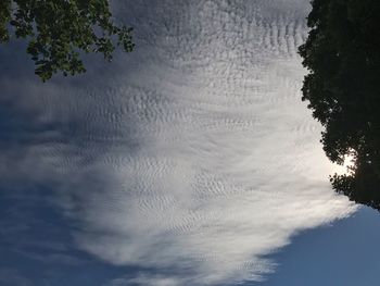 Scenic view of trees against sky