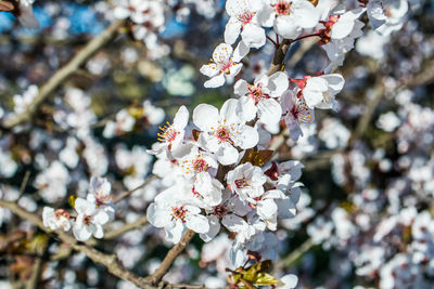 Close-up of cherry blossom tree