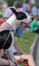 Close-up of dog sitting on grass