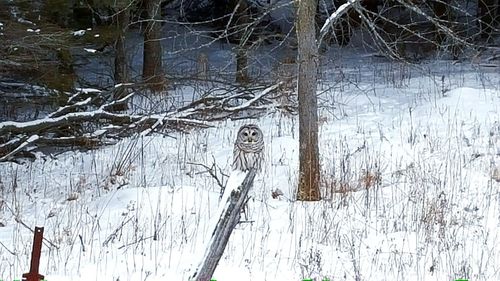 Bare trees on snow covered landscape