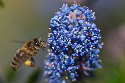 Close-up of bee hovering on blue flowers at park