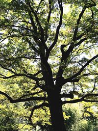 Low angle view of tree