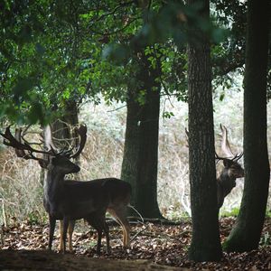 Deer in forest