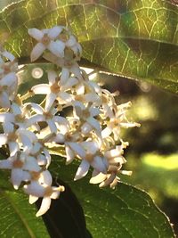 Close-up of fresh flowers on tree