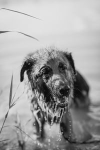 Close-up of wet dog