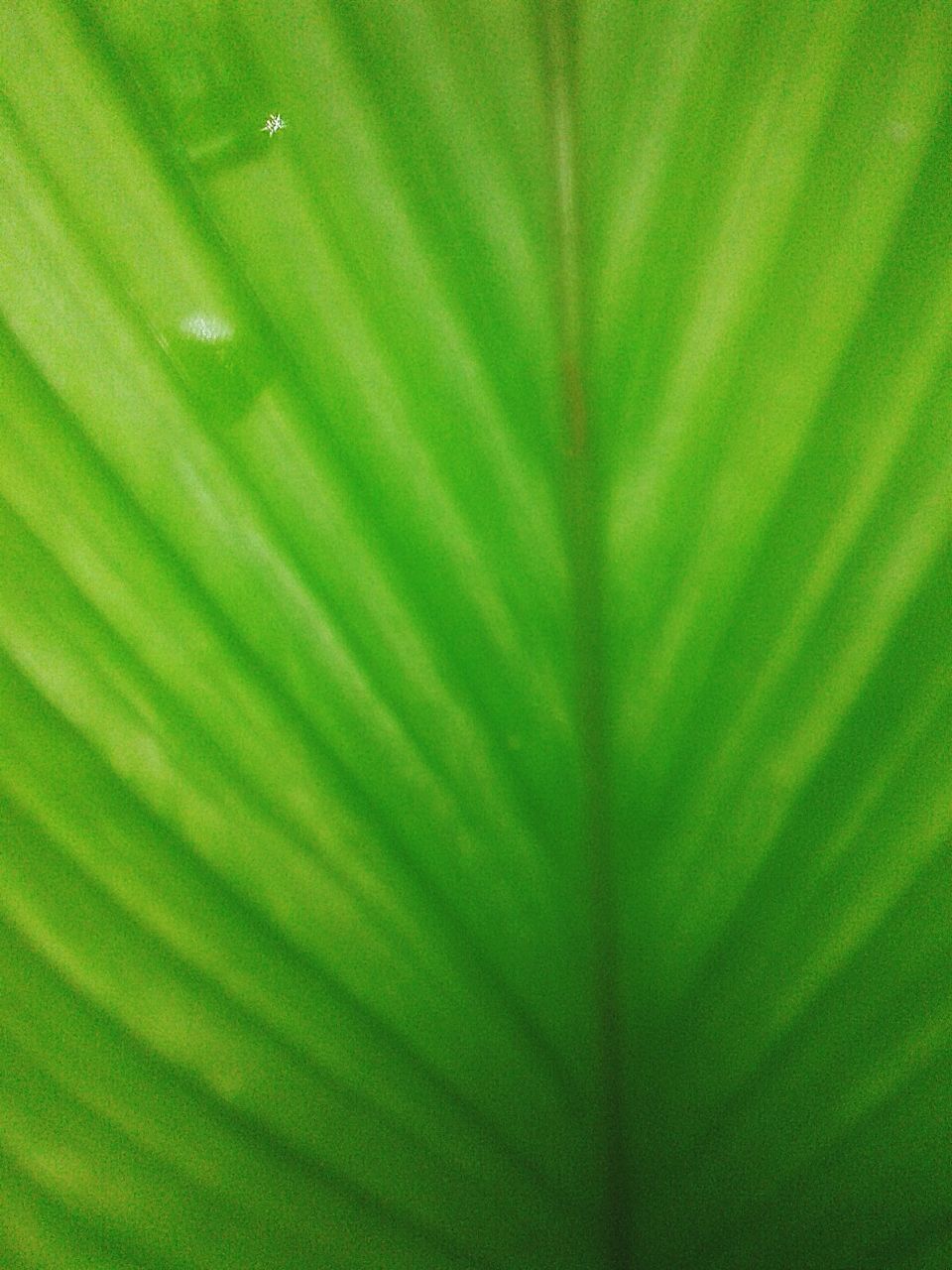 FULL FRAME SHOT OF LEAF ON PALM TREE