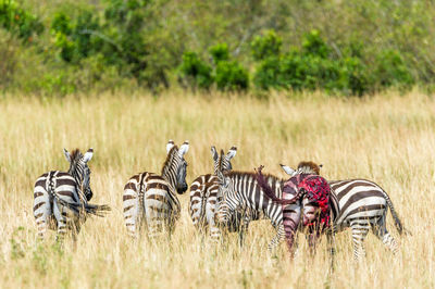 Zebras on grassy field