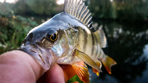 Close-up of hand holding fish