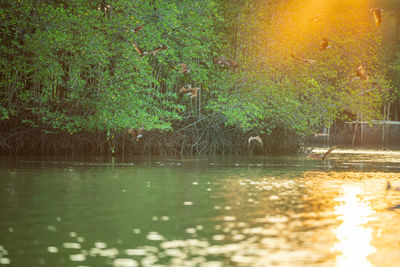 Scenic view of lake in forest