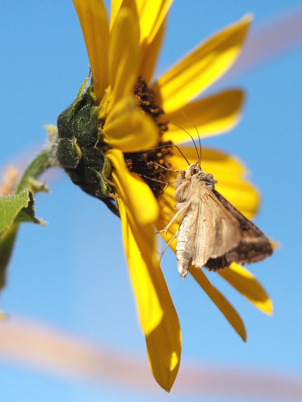 flower, flowering plant, fragility, yellow, vulnerability, beauty in nature, plant, flower head, freshness, petal, animal themes, animal wildlife, invertebrate, growth, insect, animals in the wild, animal, sky, nature, inflorescence, no people, pollination, pollen, outdoors, sunflower, butterfly - insect