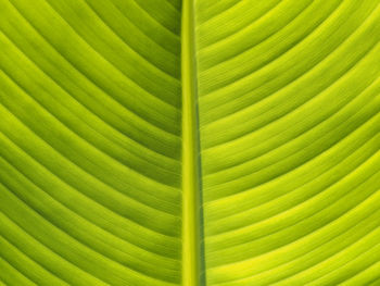 Full frame shot of leaf