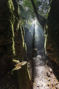 Tree trunk on rock in forest