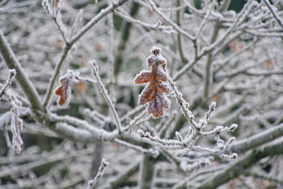 winter