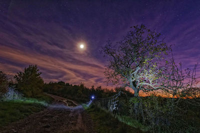 Street amidst trees against sky at night