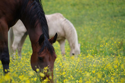 Horse grazing in field