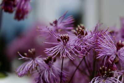 Close-up of insect on purple flowering plant