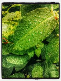 Close-up of green leaves