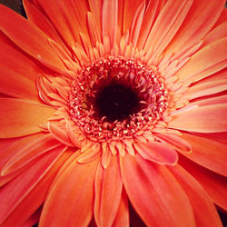 Extreme close up of red flower