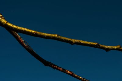 Low angle view of tree against blue sky