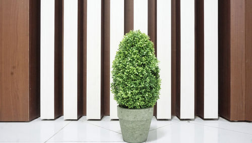 Close-up of potted plant on tiled floor