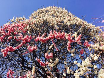 Low angle view of fresh flowers against sky