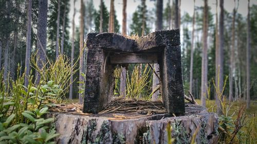 View of tree trunk in forest