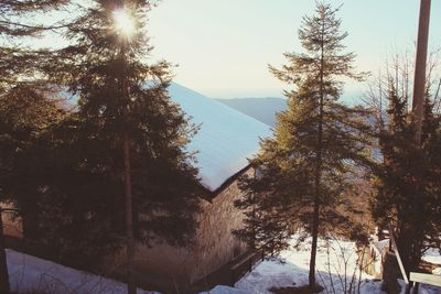 Low angle view of trees on snow covered landscape