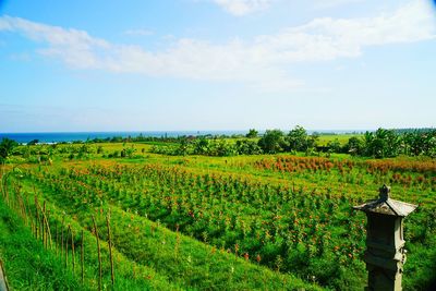 Scenic view of vineyard against sky