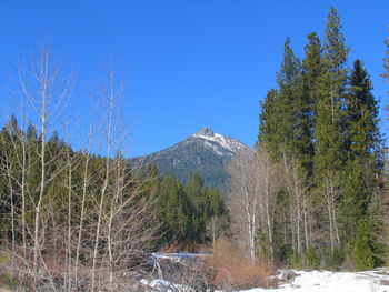 Scenic view of forest against clear blue sky