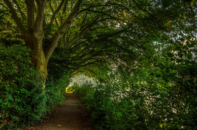 Narrow pathway along trees in forest