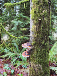 Close-up of mushroom growing on tree trunk