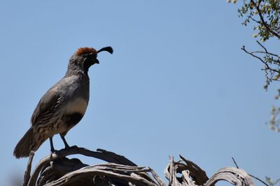 Low angle view of bird perching against clear sky