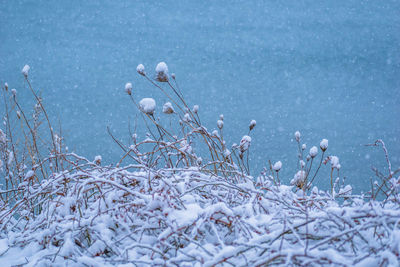 Close-up of snow covered plant