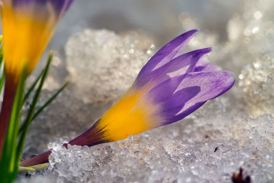 Close-up of purple crocus flower