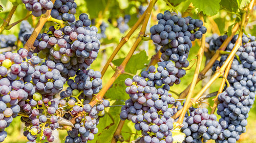 Close-up of grapes in vineyard