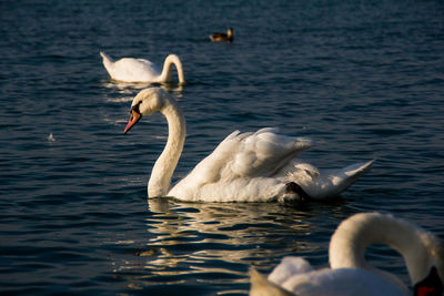 Swan swimming in lake