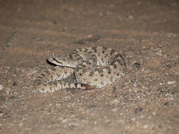 Close-up of lizard on land