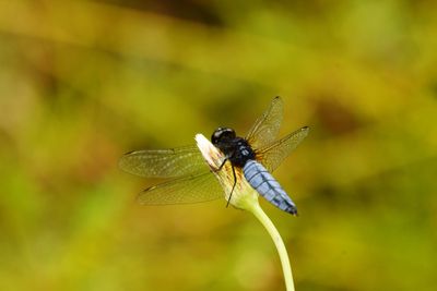 Close-up of dragonfly