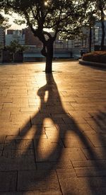 Shadow of man on tree at sunset