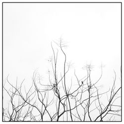 Low angle view of bare tree against clear sky