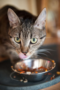 Close-up portrait of a cat